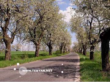 گالري عکس درختان