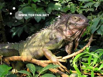 گالري عکس حيوانات