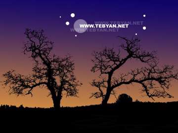 گالري عکس درختان