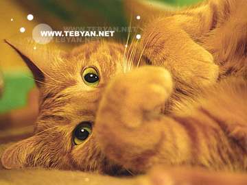 گالري عکس حيوانات