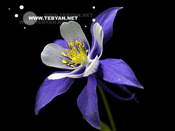 گالري عکس گل ها