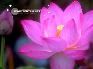 گالري عکس گل ها