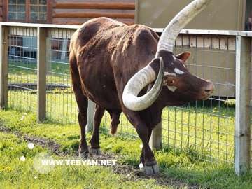 گالري عکس حيوانات