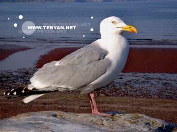 گالري عکس پرندگان