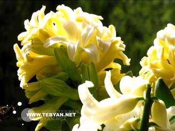 گالري عکس گل ها