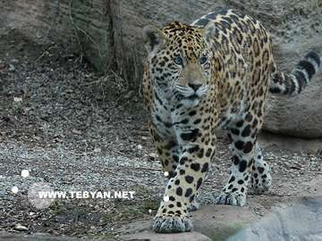 گالري عکس حيوانات