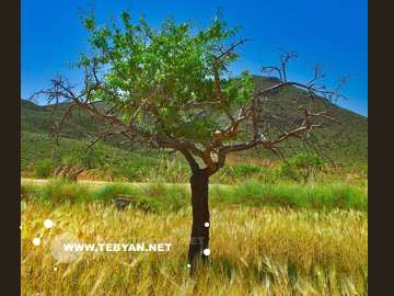 گالري عکس درختان