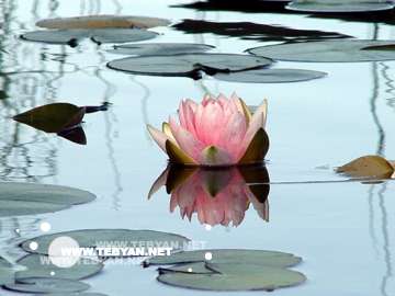 گالري عکس گل ها