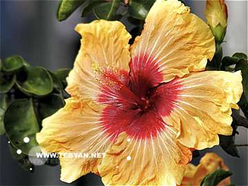 گالري عکس گل ها