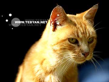 گالري عکس حيوانات