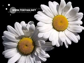 گالري عکس گل ها