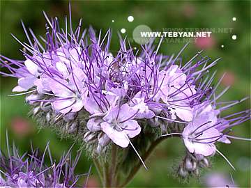 گالري عکس گل ها