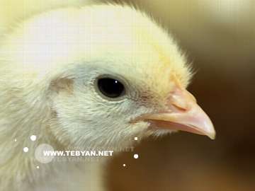 گالري عکس پرندگان