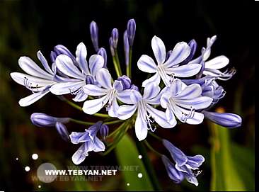 گالري عکس گل ها