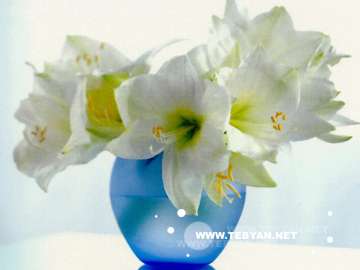 گالري عکس گل ها