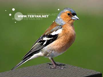 گالري عکس حيوانات