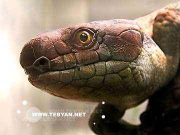 گالري عکس حيوانات