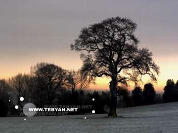 گالري عکس درختان