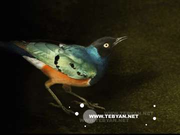 گالري عکس پرندگان