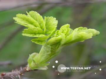 گالري عکس فصل بهار