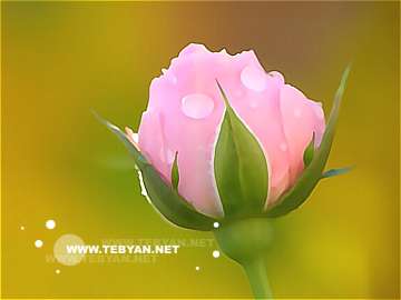 گالري عکس گل ها