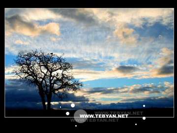 گالري عکس درختان