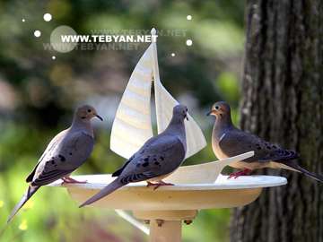 گالري عکس حيوانات