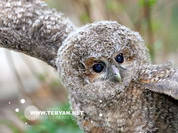 گالري عکس حيوانات