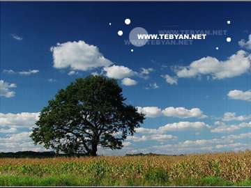 گالري عکس درختان