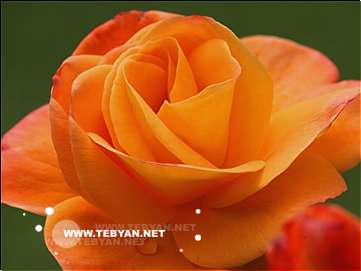 گالري عکس گل ها