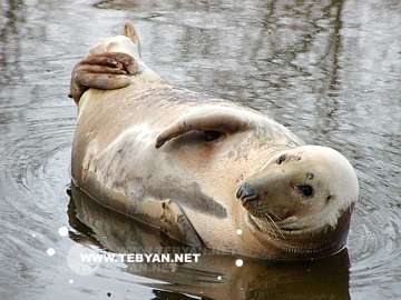 گالري عکس حيوانات