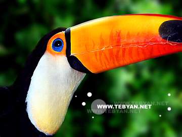 گالري عکس حيوانات