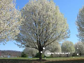 گالري عکس درختان