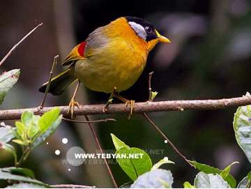 گالري عکس پرندگان