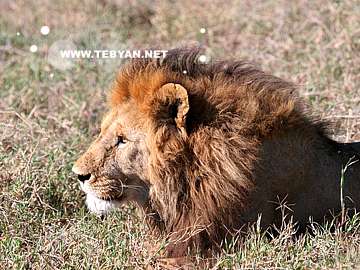 گالري عکس حيوانات