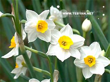 گالري عکس گل ها