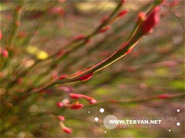 گالري عکس فصل بهار