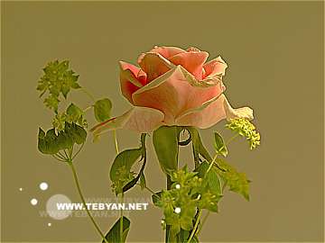 گالري عکس گل ها