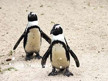 گالري عکس حيوانات