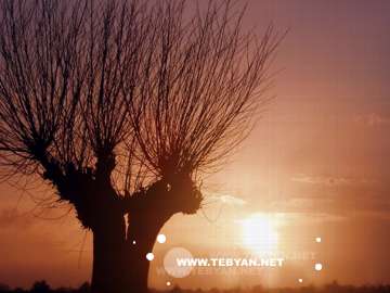 گالري عکس درختان