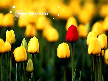 گالري عکس گل ها