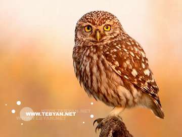 گالري عکس پرندگان