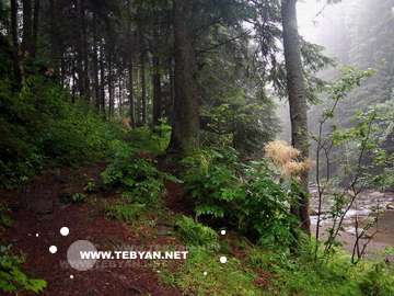 گالري عکس درختان