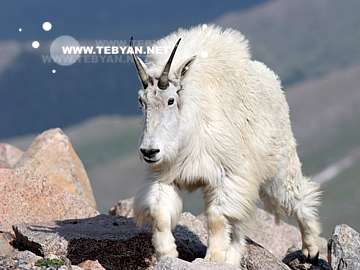 گالري عکس حيوانات