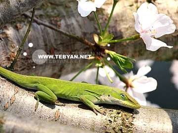 گالري عکس حيوانات