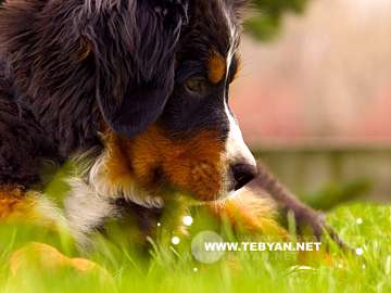 گالري عکس حيوانات