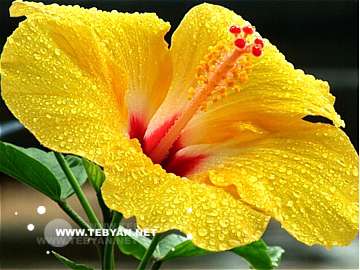 گالري عکس گل ها