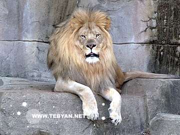 گالري عکس حيوانات