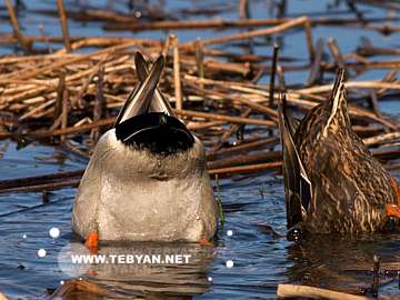 گالري عکس حيوانات