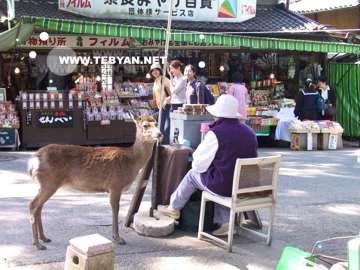 تصاويري زيبا و ديدني از کشور ژاپن